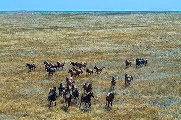 Fototapeta na wymiar Group Of Mustangs Galloping In The Steppe In Russia