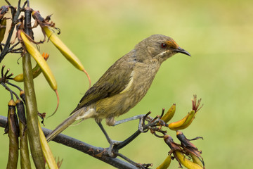 New Zealand Bellbird