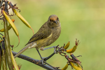 New Zealand Bellbird