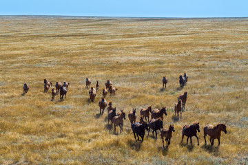 Group Of Mustangs Galloping In The Steppe In Russia