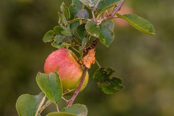Ein Apfel hängt an einem Apfelbaum
