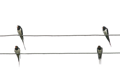  pairs of birds rustic swallows sit on the edges of electric wires on white isolated background