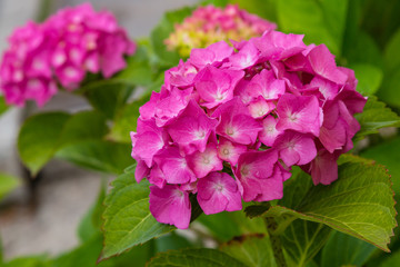 Inflorescence hydrangea garden. Beautiful hortensia flowers.