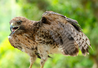 red-tailed hawk or Buteo jamaicensis close-up portrait