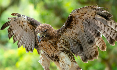 red-tailed hawk or Buteo jamaicensis close-up portrait