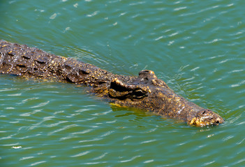 Crocodile or alligator close-up portrait