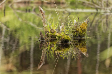 Wild landscape at a bog park in Bavaria