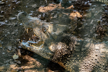 Crocodile or alligator close-up portrait