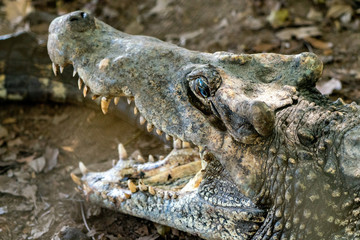 Fototapeta premium Crocodile or alligator close-up portrait