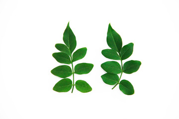 natural small green leaves of acacia on a white background