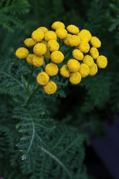 Close up of yellow flower, common tancy