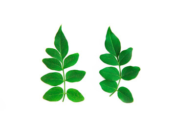 Obraz premium natural small green leaves of acacia on a white background