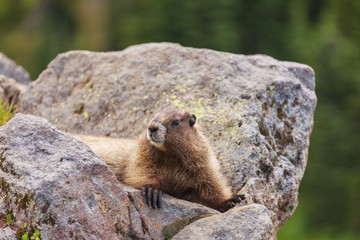 Marmot