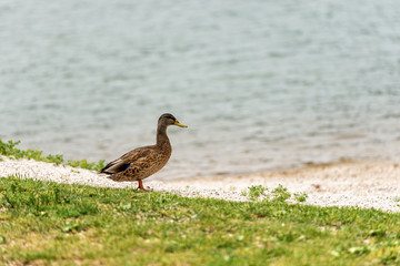 Female of mallard duck (Anas platyrhynchos) standing on the lake shore. Italy, Europe