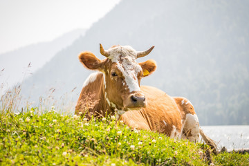 portrait of cow lies on the grass