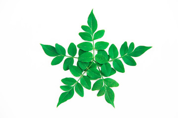 Naklejka premium natural small green leaves of acacia on a white background