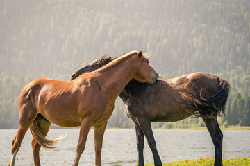 Obraz premium a pair of horses caring for each other. a pair of horses in love.