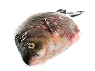 common carp in studio