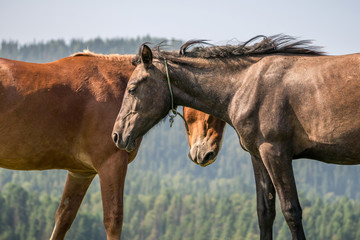  pair of horses in love