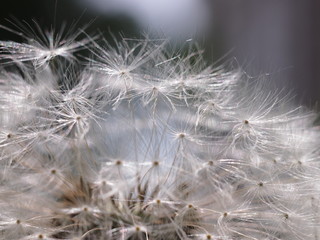 Macro shot of dandelion seeds