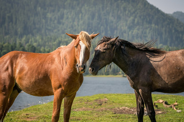 Obraz na płótnie Canvas horses look at the photographer. paparazzi concept