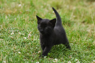 Little black kitten in grass. Animal background, small kitty outside