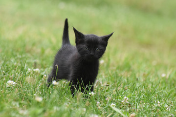 Little black kitten in grass. Animal background, small kitty outside © Ivan