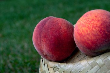 Two ripe peaches (Prunus persica) on the green grass