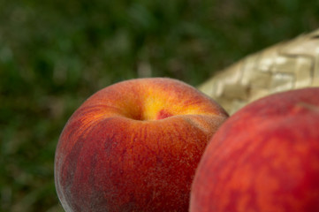 Two ripe peaches (Prunus persica) with a light straw hat and green grass in the background