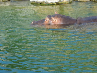 Hippopotame