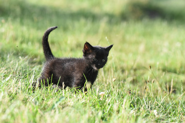 Naklejka na ściany i meble Little black kitten in grass. Animal background, small kitty outside