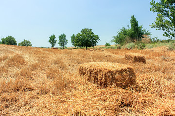 Summer Landscape with Mown Wheat Field