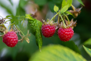Organic  raspberries