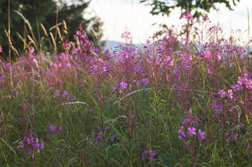 Naklejka premium nature with pink flowers