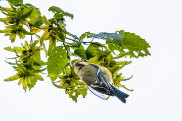 Eine Blaumeise auf Insektensuche auf einem Ast