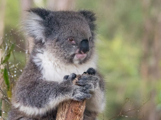 Close up of an Australian koala sitting in a tree branch