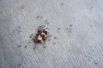 Many ants, ants, drink syrup from large seeds.