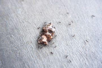 Many ants, ants, drink syrup from large seeds.