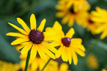 yellow flower on blurred background