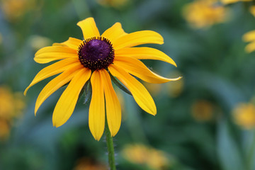 yellow flower on blurred background