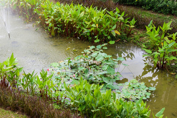 water lily or lotus flower in the garden pond