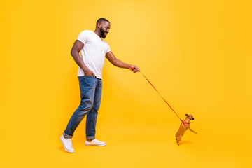 Full size photo of dark skin guy walking park with little dog in collar wear casual outfit isolated yellow background