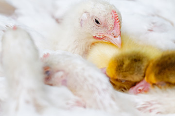 küken huhn