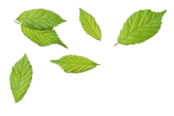 Fototapeta na wymiar green leaf of blackberry isolated on white background. blackberry leaves. top view.