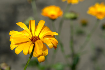 Yellow garden flower - smooth oxeye, false sunflower (Heliopsis helianthoides) close-up