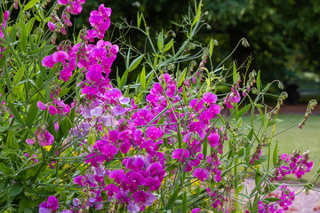 Blossom of lathyrus in the garden. Lovely sweet pea flowers on green background.