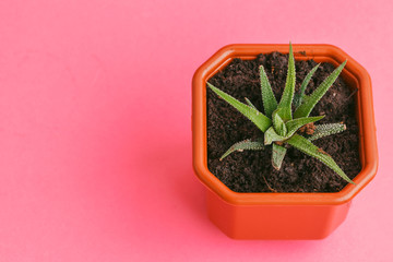 Succulent plants on pastel pink background. Flat lay.