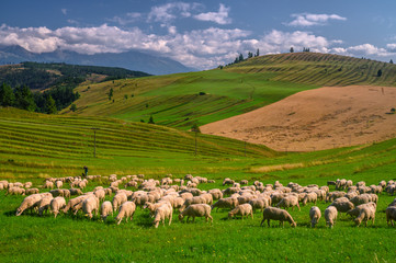 Big herd of sheeps grazing on the green meadow at morning in a sunny summer day with green grass and beautiful sky. Fresh pasture with sheeps and lambs in the countryside of Slovakia