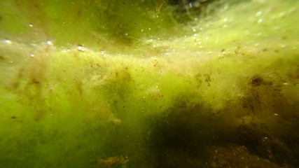 Underwater shot  green beautiful algae. Moss, clots, reflection in the water. Saturated colors, spongy structures. Abstraction. 
