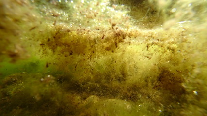 Underwater shot  green beautiful algae. Moss, clots, reflection in the water. Saturated colors, spongy structures. Abstraction. 